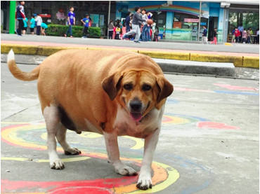 校犬胖成牛！小學宣導「全體師生勿餵食」　安排體育課幫減肥