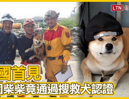 頑固柴柴居然通過「國際搜救犬認證」！