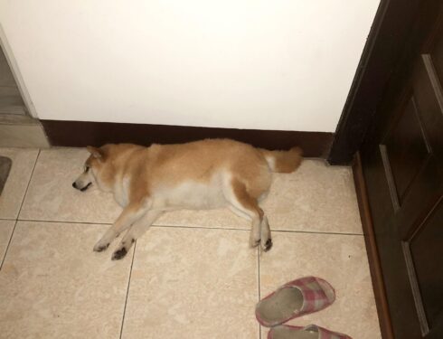 Coco 跑到主臥房門前地上睡覺
