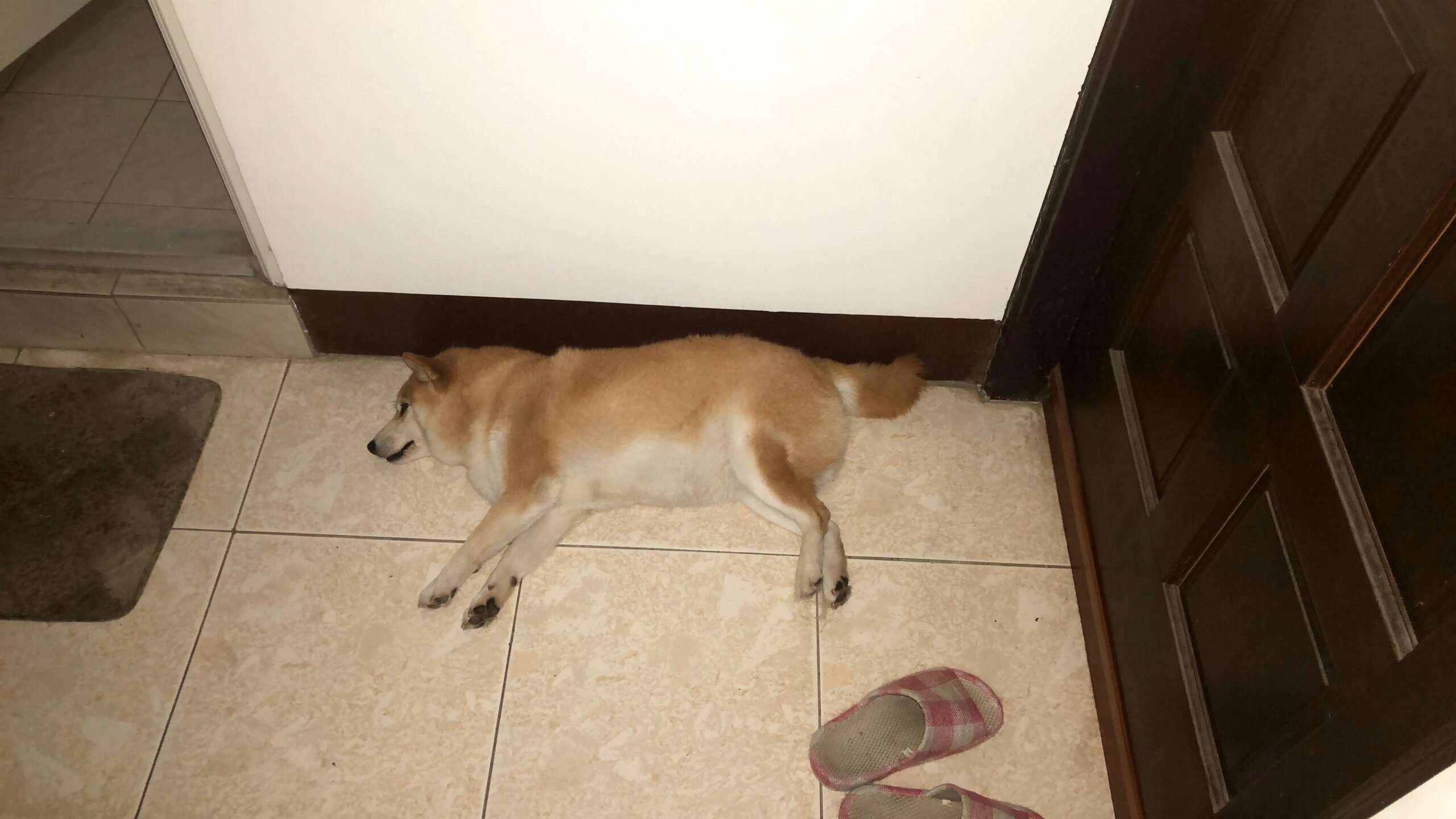 Coco 跑到主臥房門前地上睡覺