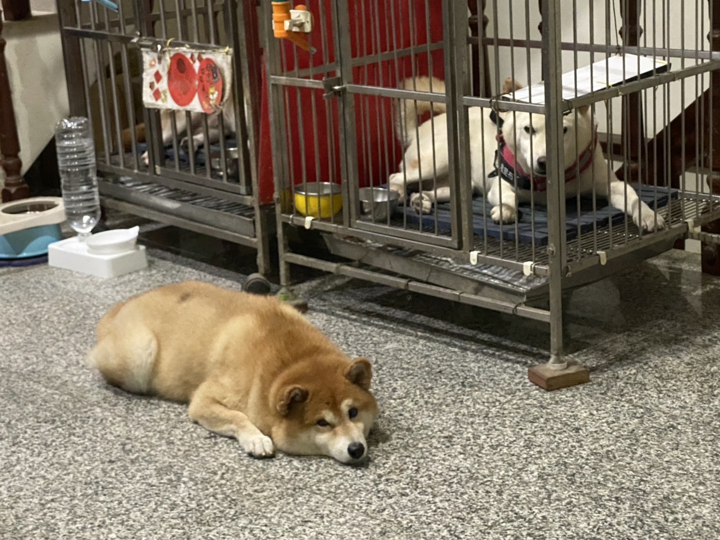 柴犬Coco與柴犬栗子寄宿老家