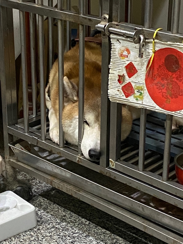 焦糖、布丁10歲生日快樂！