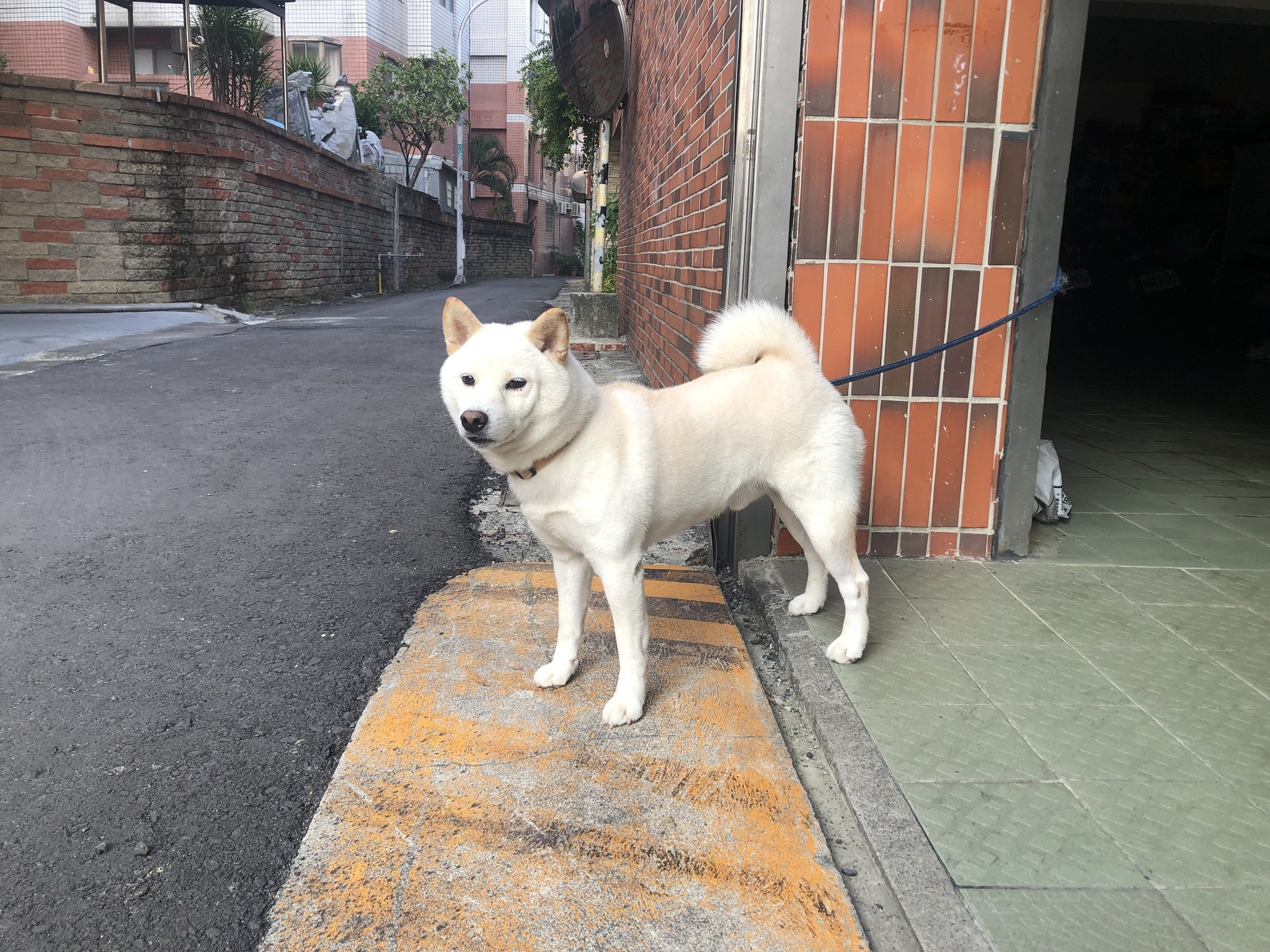 焦糖、布丁9歲生日快樂! 焦糖、布丁9歲生日快樂!