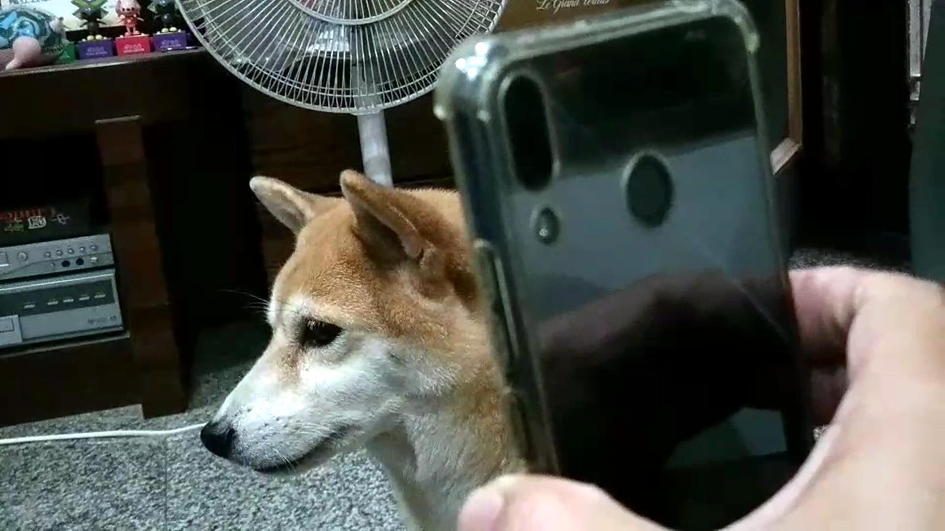 柴犬Coco聽歌?